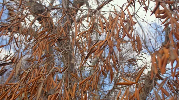 Feuilles sèches d'olivier mort. Maladie mortelle tuant des oliviers à travers l'Europe — Photo