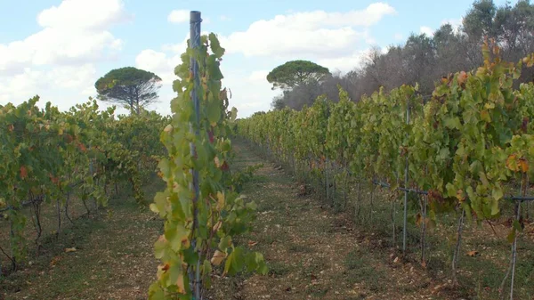 Smooth rows vineyards on farm field. Growing berries making juice and wine. — Foto Stock