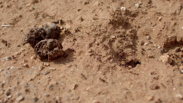 Ants move on the ground. They feel the tracks. Invisible connection. — стоковое фото