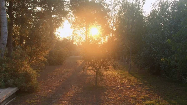 Puesta de sol en el jardín de verano. Los rayos del sol brillan a través de las ramas de los árboles. — Foto de Stock