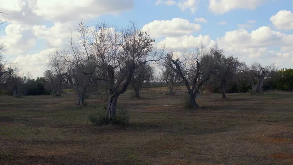 Stora vissna olivträd i en jordbruksträdgård. Jordbruksproblemet — Stockfoto