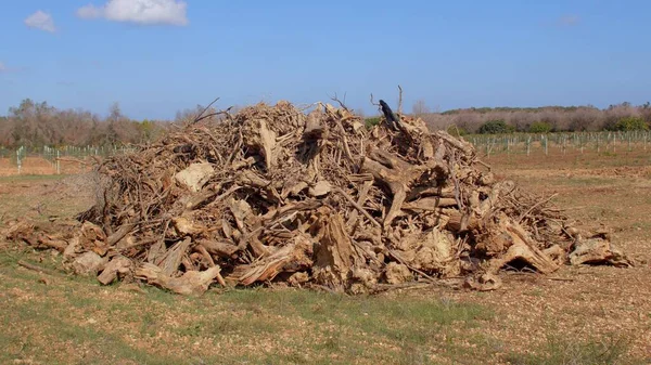 Pilha de ramos cortados de oliveiras. Azeitonas tornam-se castanhas, secas, morrem. — Fotografia de Stock