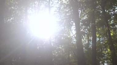 Ağaçların arasından parlayan parlak güneş ışığı. İnsan yok. Ormandaki güneş ışınları.