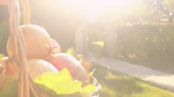 Mogna granatäpplen i en korg mot bakgrund av den ljusa solen. — Stockvideo