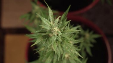Kenevir bitkisinin tepesinde çiçek açıyor. Marihuana bitkileri cinsiyet gösterir.