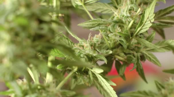 マリファナ植物解剖学。大麻の茎や葉を花粉で閉じます. — ストック動画