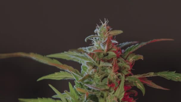 Movimiento planta cannabis flor viento Movimiento de aire en condiciones artificiales — Vídeos de Stock