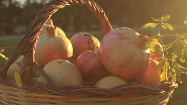 I frutti sono vitamine piene. Cesto di vimini pieno di melograni appena raccolti. — Video Stock