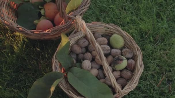 A wicker basket filled with freshly picked walnuts, persimmon and pomegranates. — Stockvideo