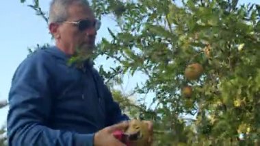 Farmer harvests pomegranates, standing on stepladder, gives fruit to helpers.