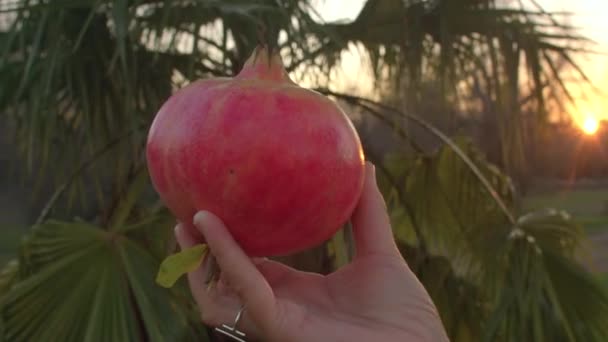 Closeup ripe red pomegranate in hand at sunset, palm trees, sun rays background. — Stockvideo