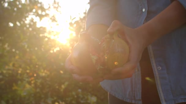 Close-up rijp rode granaatappel in de hand bij zonsondergang. Handen breken sappig fruit in tweeën. — Stockvideo