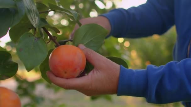 Nauw mannelijke boer hand snijdt persimmon met snoeischaar van boom. Exotisch gewas — Stockvideo
