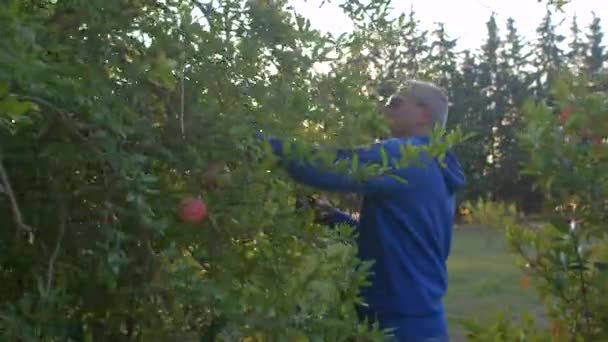 Father cuts fruits with secateurs from the tree, gives fruit to helper son. — Vídeo de Stock