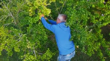 Farmer harvests pomegranates, standing on stepladder, gives fruit to helpers.