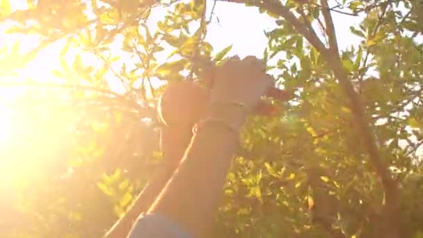 Close up female farmer hand cuts pomegranates with secateurs from the tree. — Stockvideo