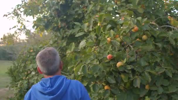 Autumn harvest of exotic fruits. Cultivated persimmons. Farmer cuts persimmon. — Wideo stockowe