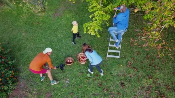 Farmer harvests pomegranates, standing on stepladder, gives fruit to helpers. — Stok video