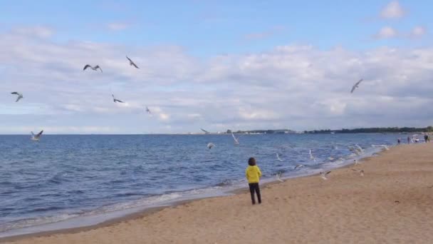 Een kind voedt meeuwen met voedsel aan de kust van een verlaten strand aan zee.. — Stockvideo