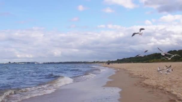 Hungry birds are flying. Seagulls on deserted beach. Sandy sea coast in autumn — 图库视频影像