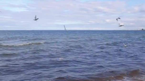 Птицы летают над водной поверхностью Балтийского моря волнами. Skyline, облачное небо — стоковое видео