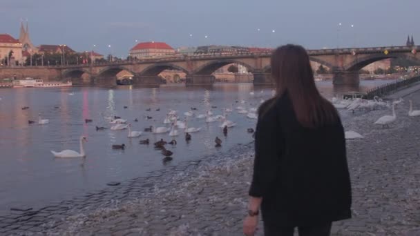 Rapariga de volta vem margem do rio à noite. Ela parece cisnes cara se move ao lado. — Vídeo de Stock