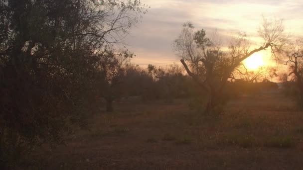 Sunset background plants in summer forest. Yellow sky, natural phenomenon. — Stock Video