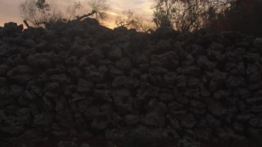 Turuncu güneş, dallar, bitkiler ve ağaçlar. Şafak sökerken vahşi bahçe çitleri.