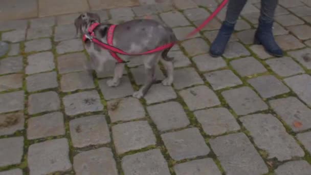 Gemengde ras puppy uit een schuilplaats aan de rode leiband in de oude stad. — Stockvideo