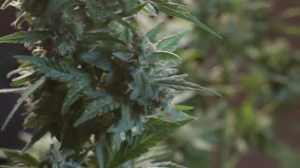 移動大規模な花大麻のcbd植物。バターを作る原料. — ストック動画