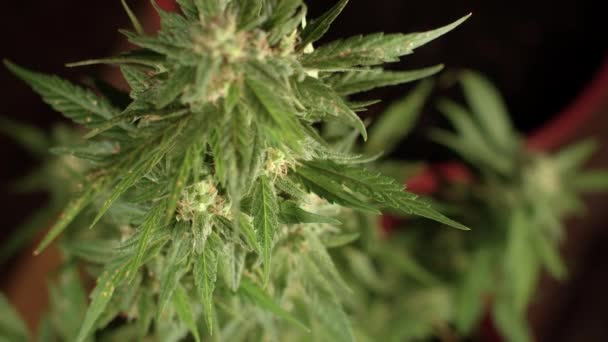 Flores de plantas de cannabis en la luz Maduración de resina recubrimiento blanco hojas flores — Vídeo de stock
