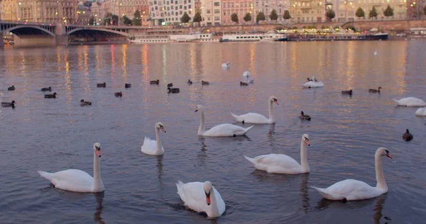 Cisnes e patos em ambiente urbano. Aves selvagens nadam ao longo do rio perto da costa. — Fotografia de Stock