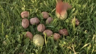 Cevizler sağlıklı yağ ve protein kaynağıdır. Cevizler yere düşer. Üst görünüm.