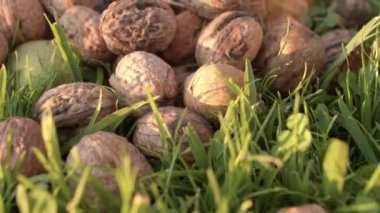 Kahverengi, kuru ve yeşil derili taze cevizlerin çimenlere düşüşü.. 