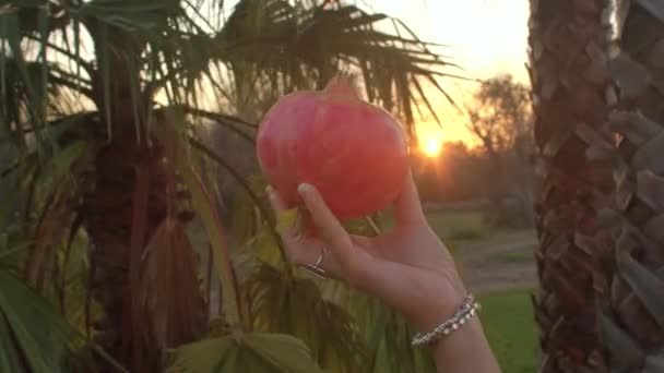 Velké červené sladké ovoce v ruce. Granátová jablka jsou jedním z nejzdravějších potravin. — Stock video