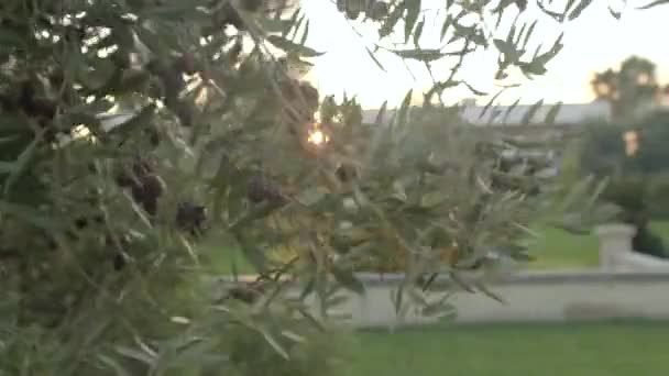Közelkép, amint olívabogyót szednek egy fáról. A gyümölcsök a tenyérben, naplemente. — Stock videók
