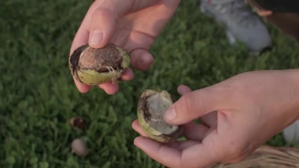 妇女们用手把新鲜摘好的核桃仁放在绿色的果皮上擦干净. — 图库视频影像