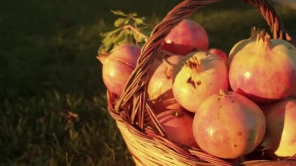 Reife Granatäpfel im Korb vor dem Hintergrund der strahlenden Sonne. — Stockvideo