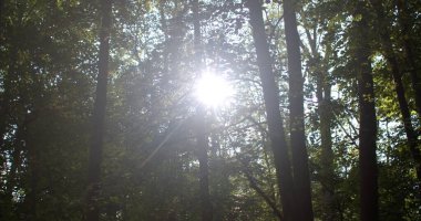 Ağaçların arasından parlayan parlak güneş ışığı. İnsan yok. Ormandaki güneş ışınları.