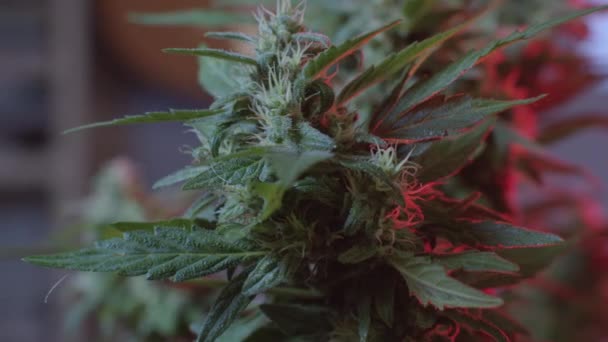 Witte ranken van een vrouwelijke bloem. Rood licht scherp cbd cannabis bladeren. — Stockvideo