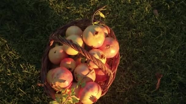 Romãs maduras em uma cesta contra o pano de fundo do sol brilhante. — Vídeo de Stock