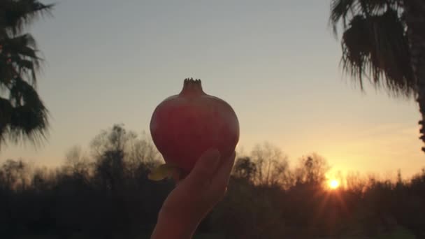 Silhueta de comida crua nas mãos. romã madura na mão ao pôr do sol — Vídeo de Stock