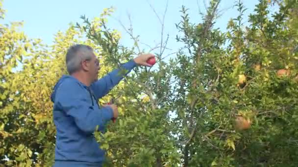 Rodinný zahradnický byznys. Farmář sklízí granátová jablka, stojící na žebříku — Stock video