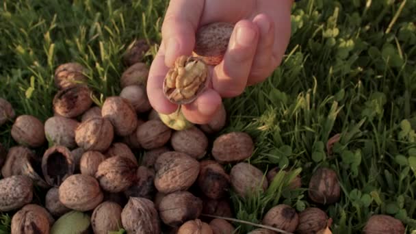 Свежая сырая еда. Крупным планом грецкие орехи мужские руки пытаются треснуть толстую твердую оболочку ореха — стоковое видео