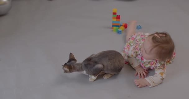 Küçük çocuk gri arka planda kedilerle oynar. Sevimli kız. Kediyi sev.. — Stok video