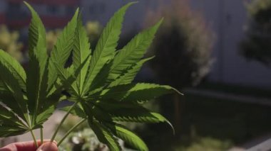 CBD kenevir yaprakları bir çiftçinin elinde. Güneş ışığındaki bir bitkinin görüntüsü.