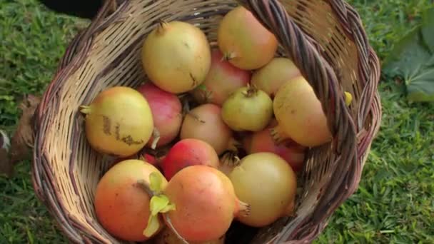 Früchte sind voller Vitamine. Weidenkorb gefüllt mit frisch gepflückten Granatäpfeln. — Stockvideo