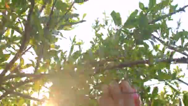 Close-up de agricultores mão corta romãs com tesouras da árvore. — Vídeo de Stock