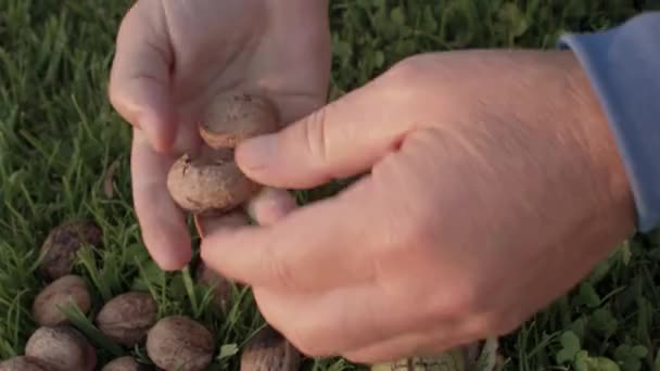 Close up of mens hands clean a freshly picked walnut in a green peel. — Stock Video