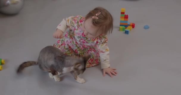 Dziewczyna bawiąc się z kotem ona dotyka futra ręce Otrzymywanie emocji małe dziecko — Wideo stockowe